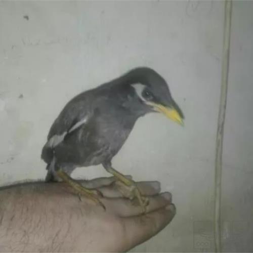 خانه و  آشپزخانه - حیوانات - پرندگان