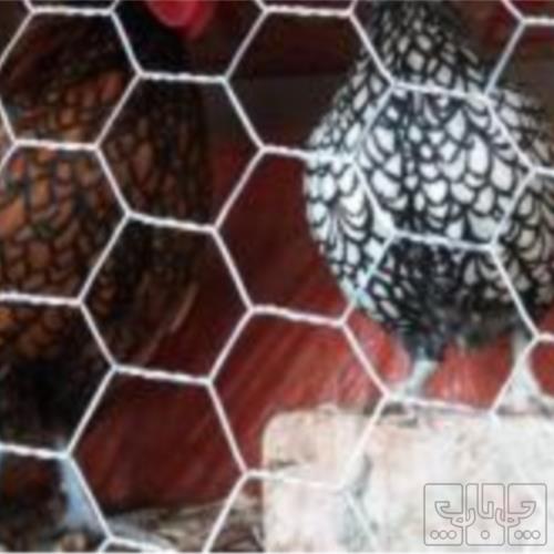 خانه و  آشپزخانه - حیوانات - پرندگان