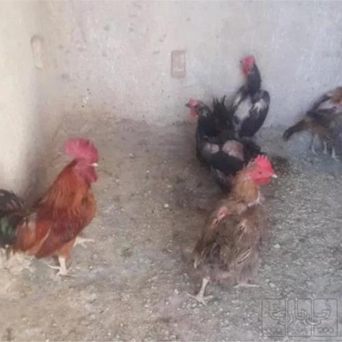 خانه و  آشپزخانه - حیوانات - پرندگان