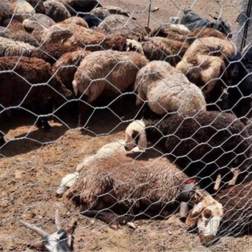 خانه و  آشپزخانه - حیوانات - پستانداران
