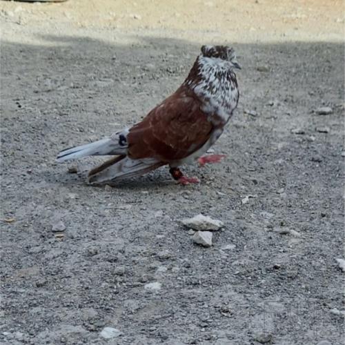 خانه و  آشپزخانه - حیوانات - پرندگان