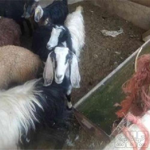 خانه و  آشپزخانه - حیوانات - پستانداران