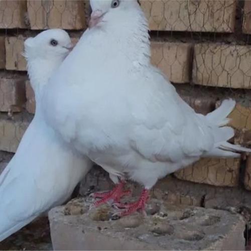 خانه و  آشپزخانه - حیوانات - پرندگان