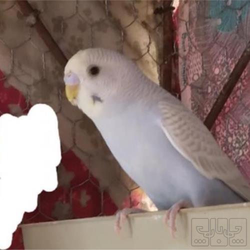 خانه و  آشپزخانه - حیوانات - پرندگان