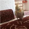 خانه و  آشپزخانه - حیوانات - پرندگان