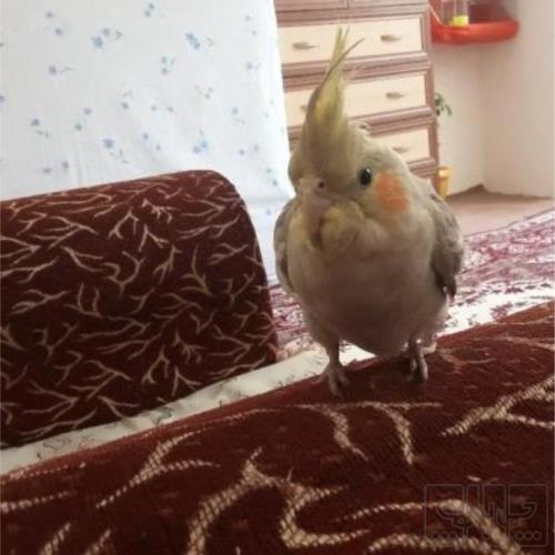 خانه و  آشپزخانه - حیوانات - پرندگان