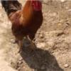 خانه و  آشپزخانه - حیوانات - پرندگان