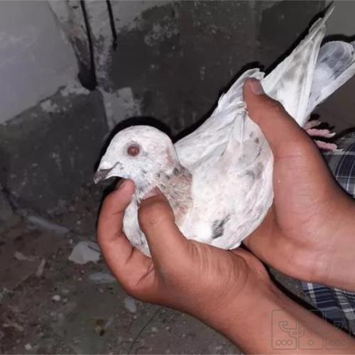 خانه و  آشپزخانه - حیوانات - پرندگان