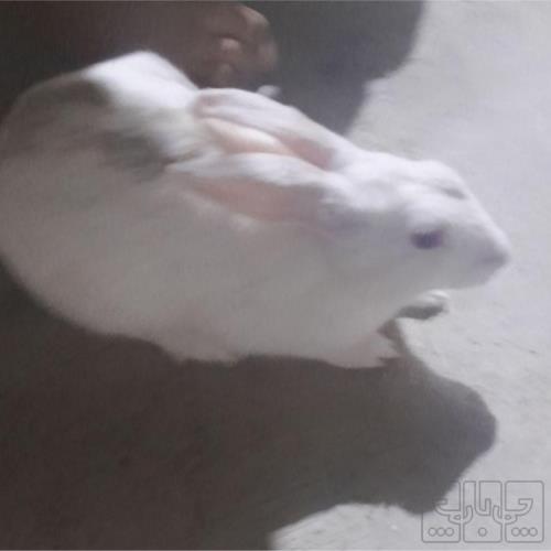 خانه و  آشپزخانه - حیوانات - پستانداران