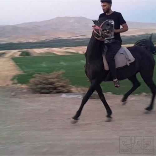 خانه و  آشپزخانه - حیوانات - پستانداران