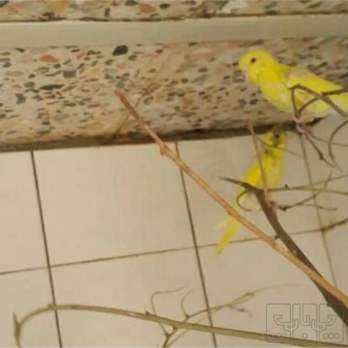 خانه و  آشپزخانه - حیوانات - پرندگان