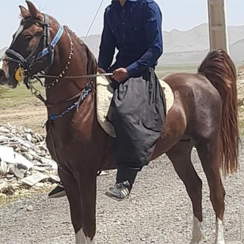 خانه و  آشپزخانه - حیوانات - پستانداران
