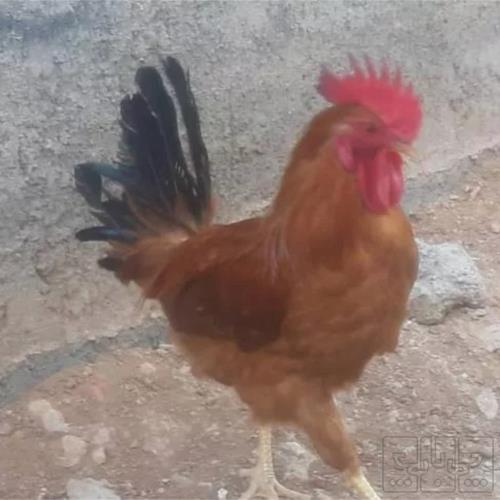 خانه و  آشپزخانه - حیوانات - پرندگان