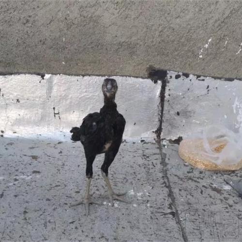 خانه و  آشپزخانه - حیوانات - پرندگان