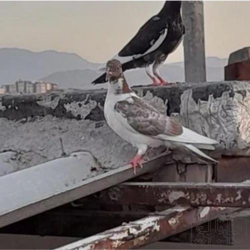 خانه و  آشپزخانه - حیوانات - پرندگان