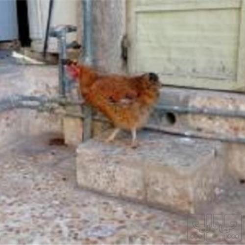 خانه و  آشپزخانه - حیوانات - پرندگان
