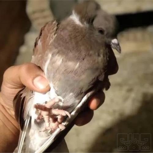 خانه و  آشپزخانه - حیوانات - پرندگان