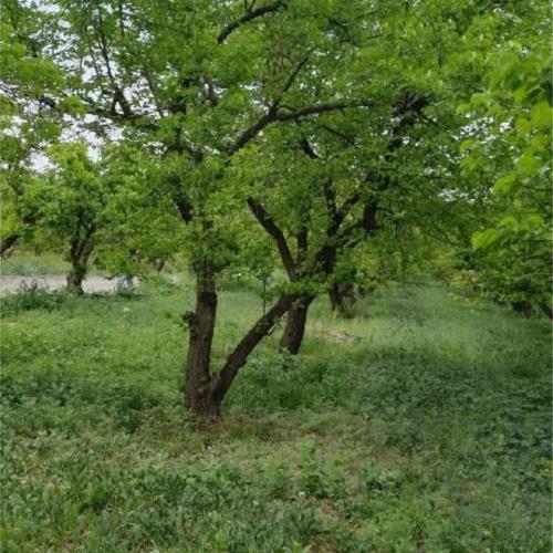 باغ و باغچه - انتقال مالکیت قطعی - ملکی