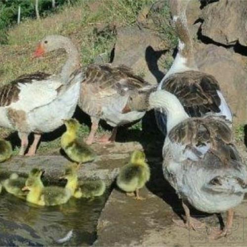 خانه و  آشپزخانه - حیوانات - پرندگان