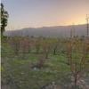 باغ و باغچه - انتقال مالکیت قطعی - مشاع