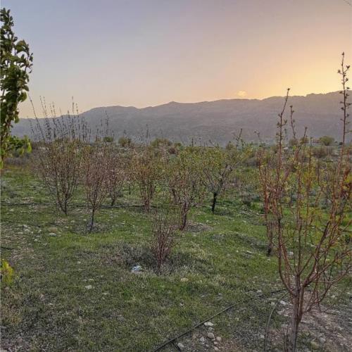 باغ و باغچه - انتقال مالکیت قطعی - مشاع