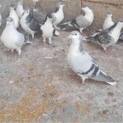 خانه و  آشپزخانه - حیوانات - پرندگان