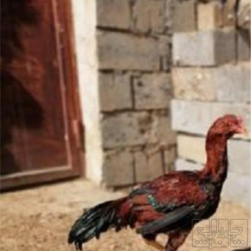خانه و  آشپزخانه - حیوانات - پرندگان