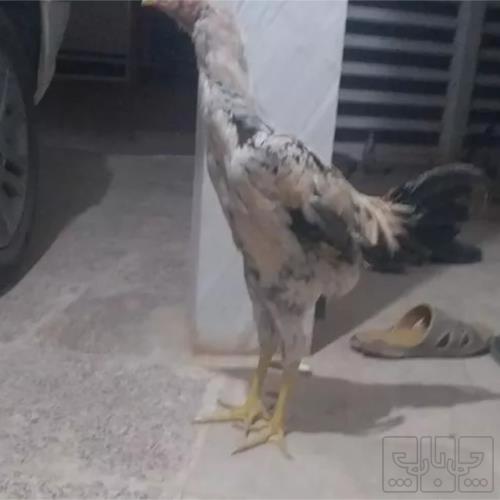 خانه و  آشپزخانه - حیوانات - پرندگان